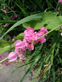 Close-up of pink flowering plant