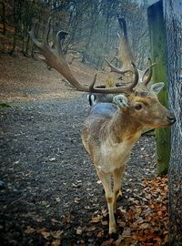 Deer in zoo