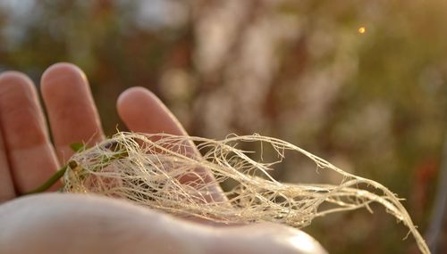 Close up of human eye