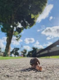 Close-up of snail on dirt road