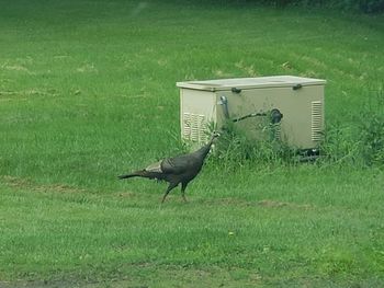 Side view of a bird on field