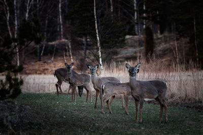 Deer standing on grassy field in forest