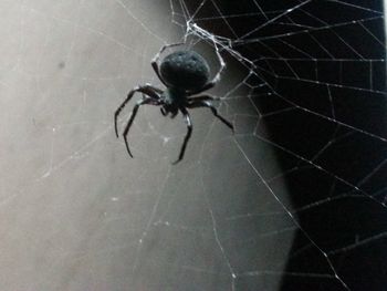 Close-up of spider