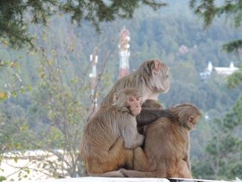 Monkey sitting against trees