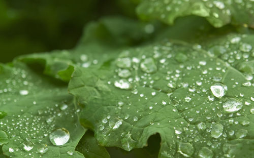 Close-up of water drops on leaves