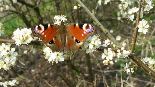 Close-up of butterfly pollinating on flower