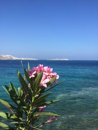 Close-up of pink flowers in sea