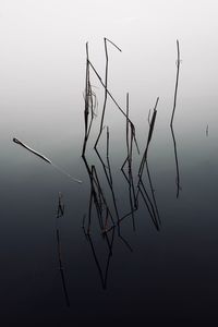 Close-up of silhouette plant in lake