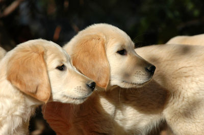 Close-up of two dogs