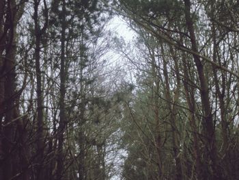 Low angle view of trees in forest