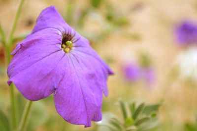 Close-up of purple flower blooming in garden