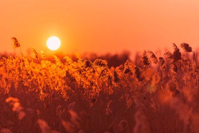 Close-up of plants growing on field against orange sky