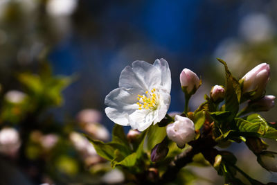 Close-up of white flowering plant