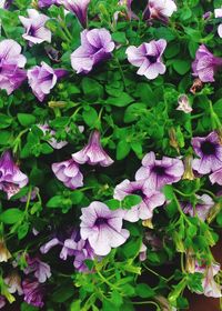 Close-up of purple flowers