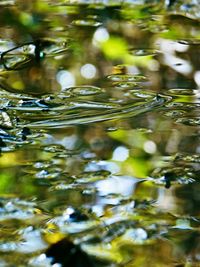 Surface level of leaves growing in water