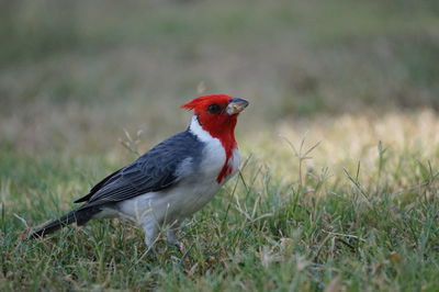 Side view of a bird on field
