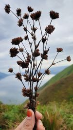 Midsection of person holding flowering plant