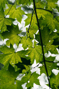 High angle view of leaves on plant