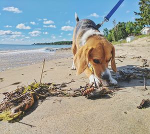 Close-up of dog on beach against sky