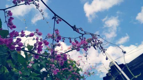 Low angle view of bougainvillea tree against sky
