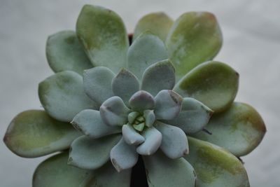 Close-up of fresh green leaves