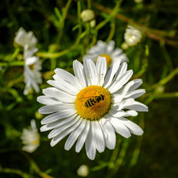 Close-up of white daisy