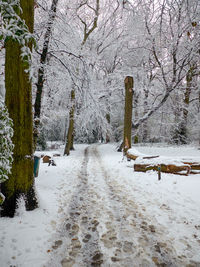 Trees on snow covered landscape