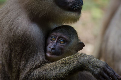 Close-up of monkey sitting outdoors