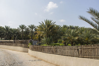 Footpath by palm trees against sky