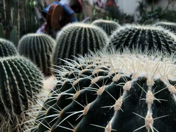 Close-up of cactus plant