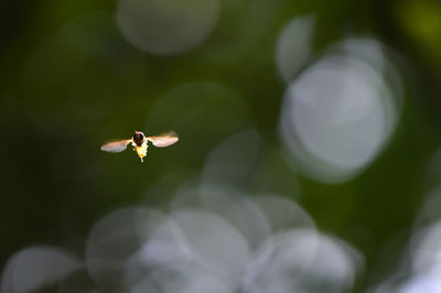 Close-up of insect on flower