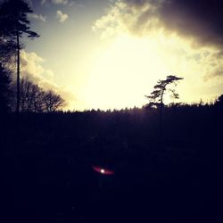 Silhouette of trees at sunset