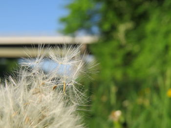 Close-up of dandelion on field