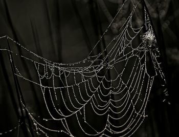 Close-up of spider web