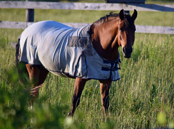 Horse standing in a field