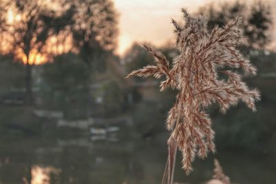 Close-up of wilted plant on field against sky during sunset