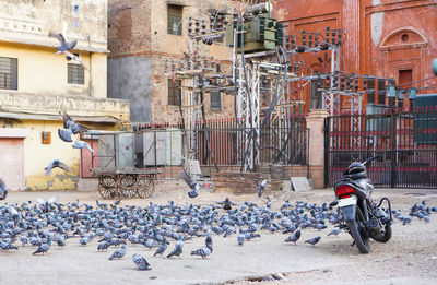 Cluster of pigeons or columbidae birds on cement floor with old motorcycle with old building