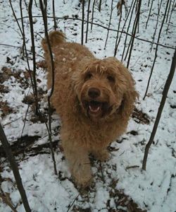 Dog standing on snow