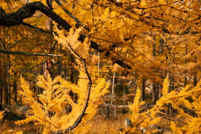 Autumn trees in forest