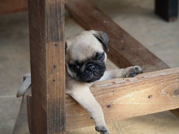 Portrait of dog relaxing on wood