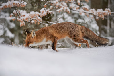 Fox walking on snow