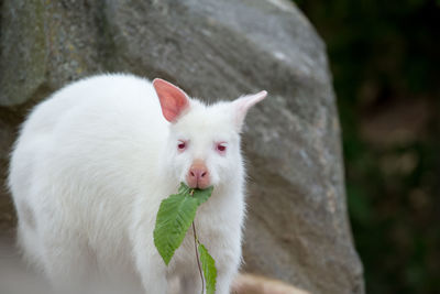 Close-up of white cat looking away