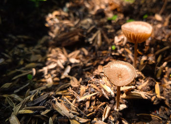 Close-up of mushroom growing on field