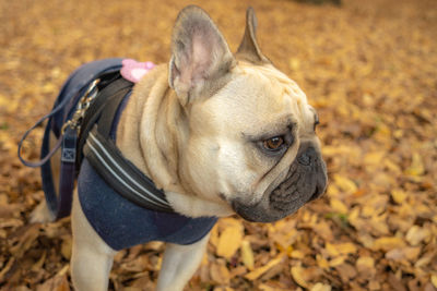 Portrait of a dog on field
