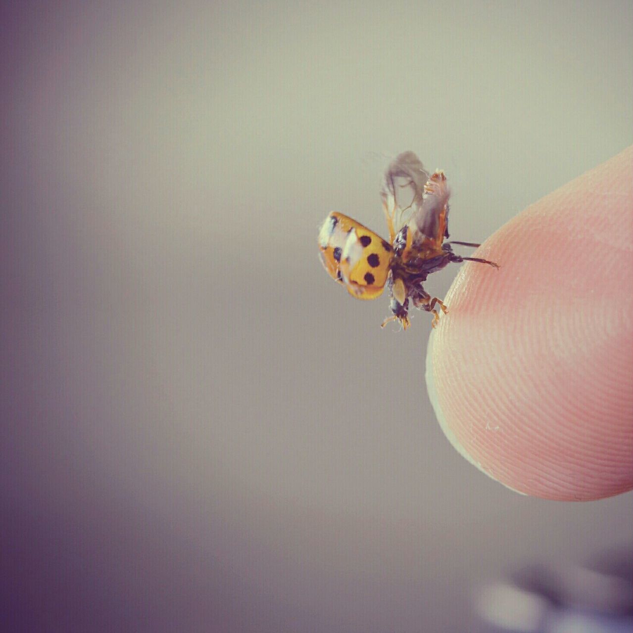 insect, one animal, animal themes, animals in the wild, wildlife, ladybug, close-up, indoors, copy space, no people, focus on foreground, red, full length, nature, day, two animals, flying, mid-air, butterfly - insect