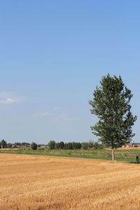 Scenic view of field against clear sky