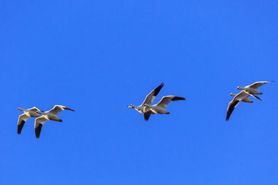 Low angle view of seagulls flying