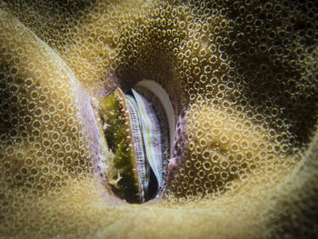 High angle view of crab in water