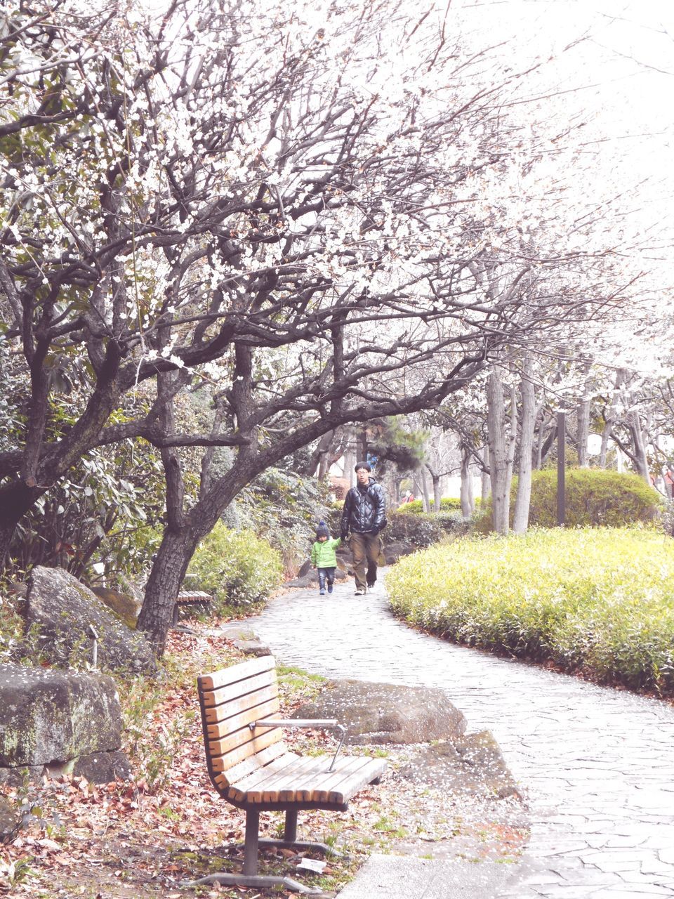 tree, lifestyles, full length, leisure activity, men, growth, park - man made space, rear view, person, plant, walking, grass, footpath, nature, day, bicycle, flower