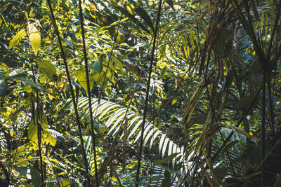 Close-up of fresh green leaves in forest